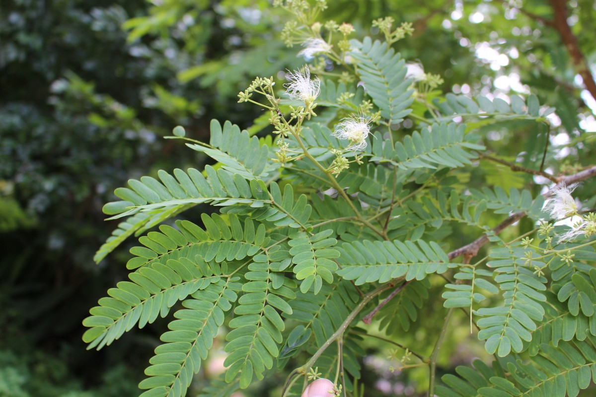 Albizia odoratissima (L.f.) Benth.